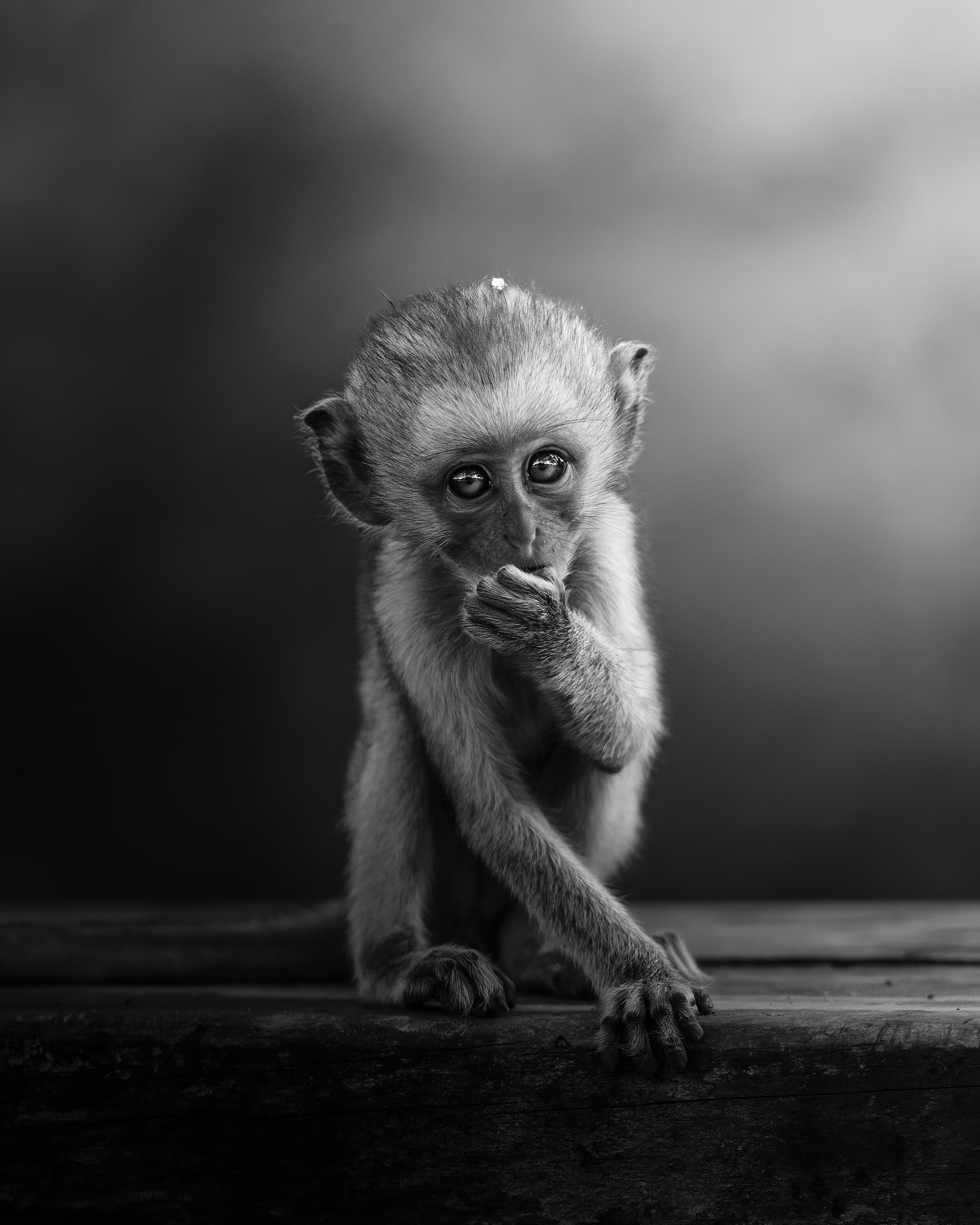 Baby Vervet Monkey