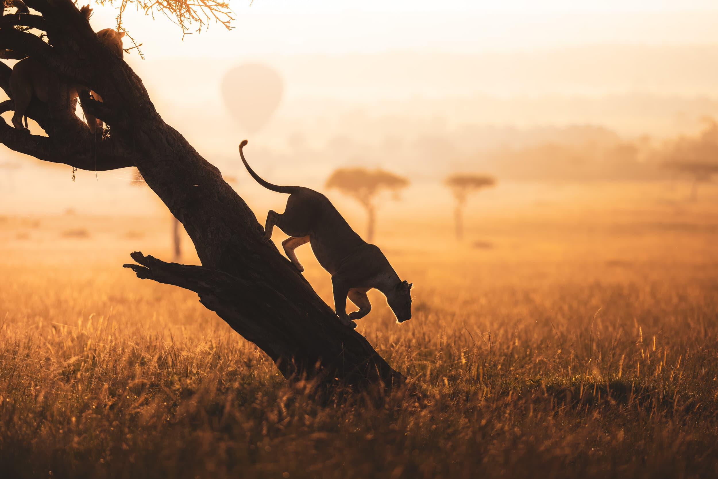 Oloololo Pride Lioness