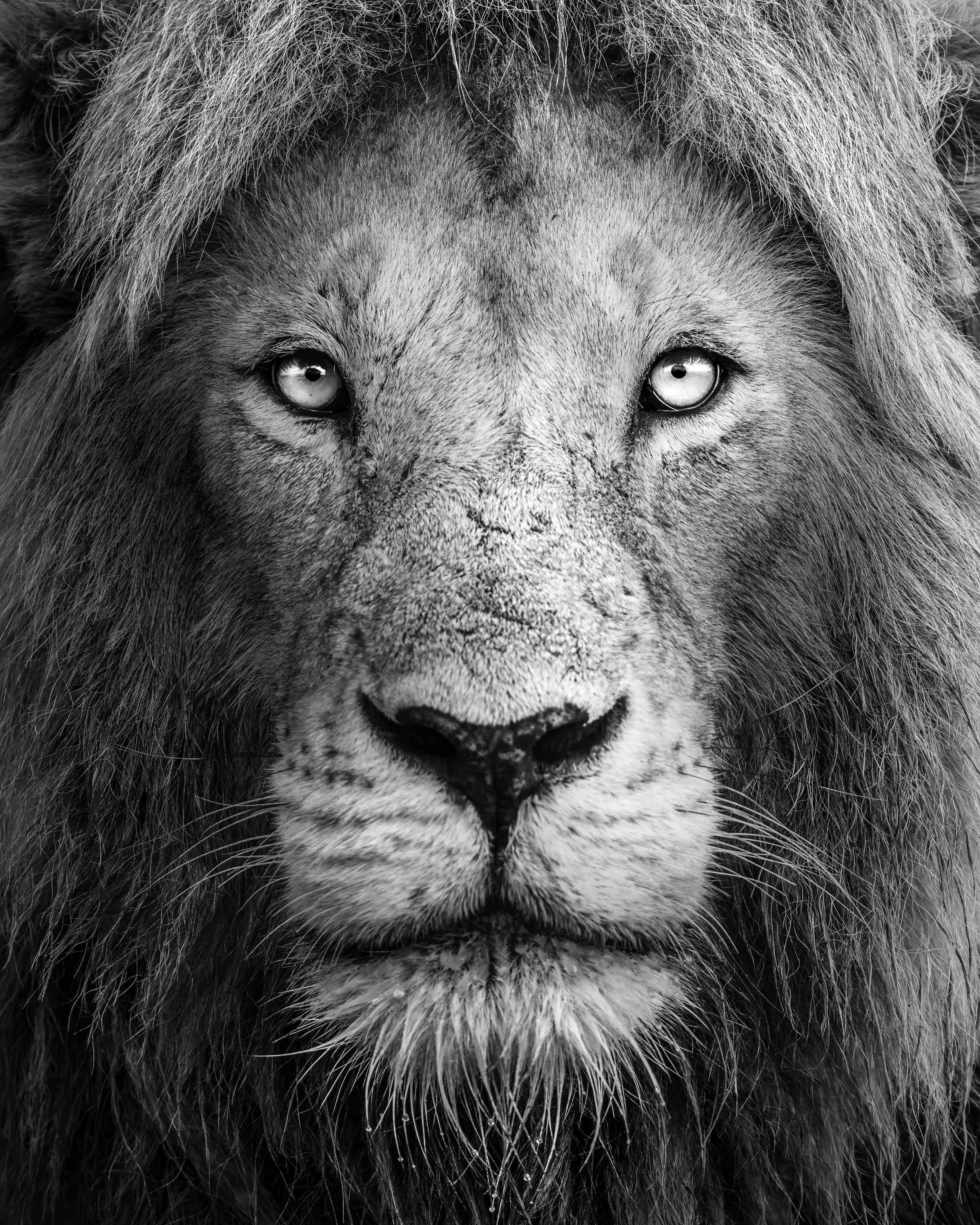 Short-tail Patriarch of the Marsh Pride