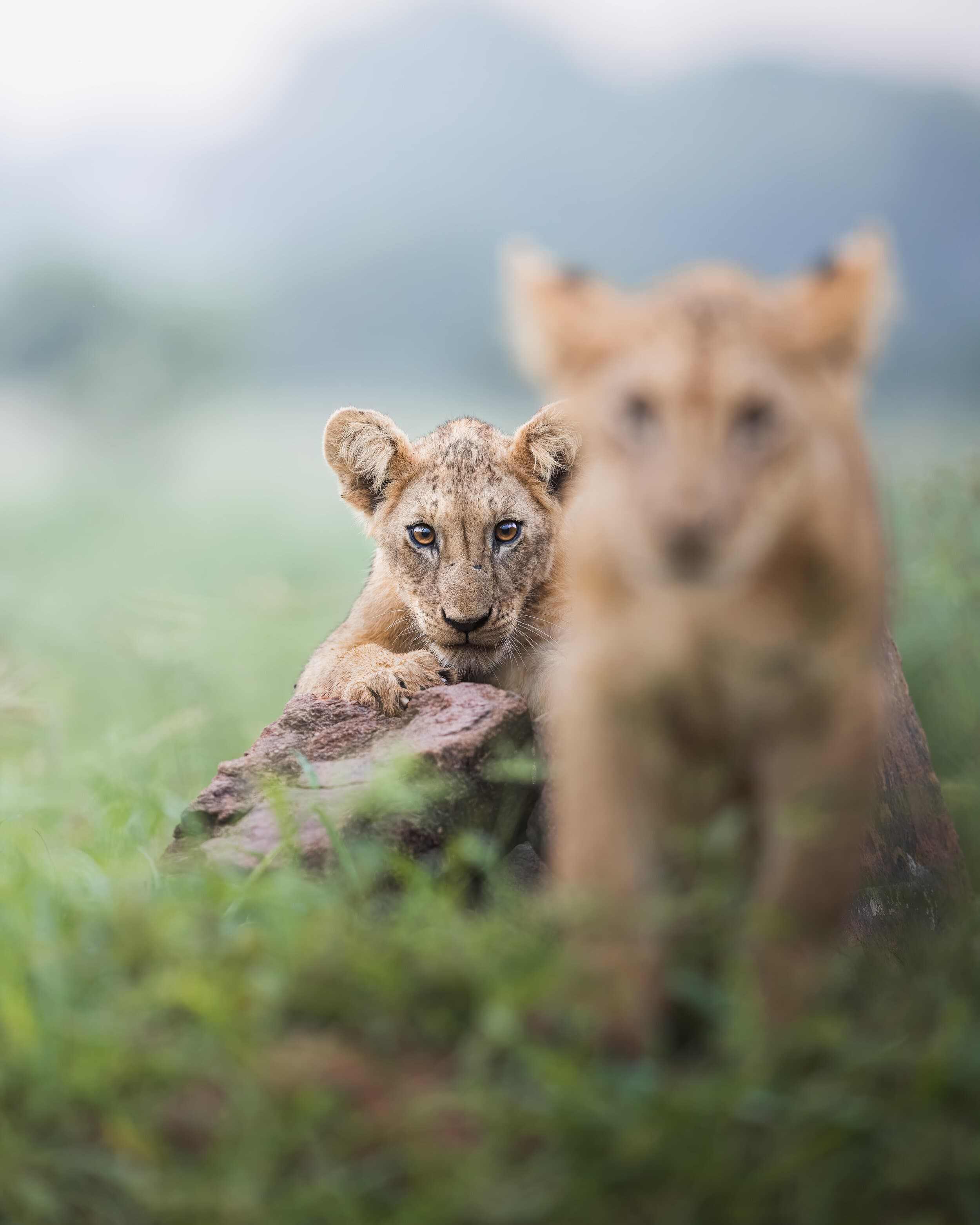 Tsavo East Cubs