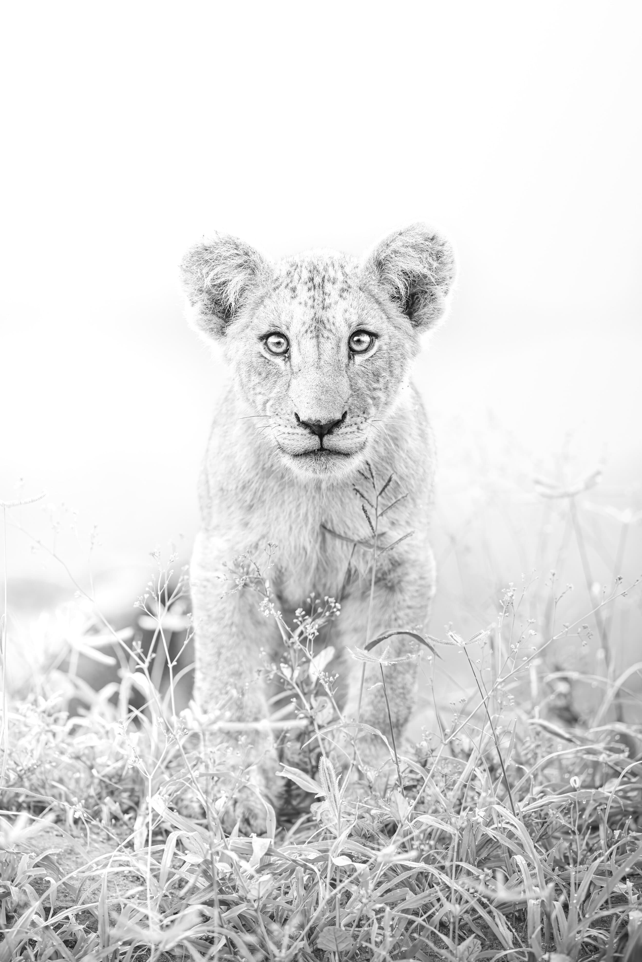 Tsavo Lion Cub