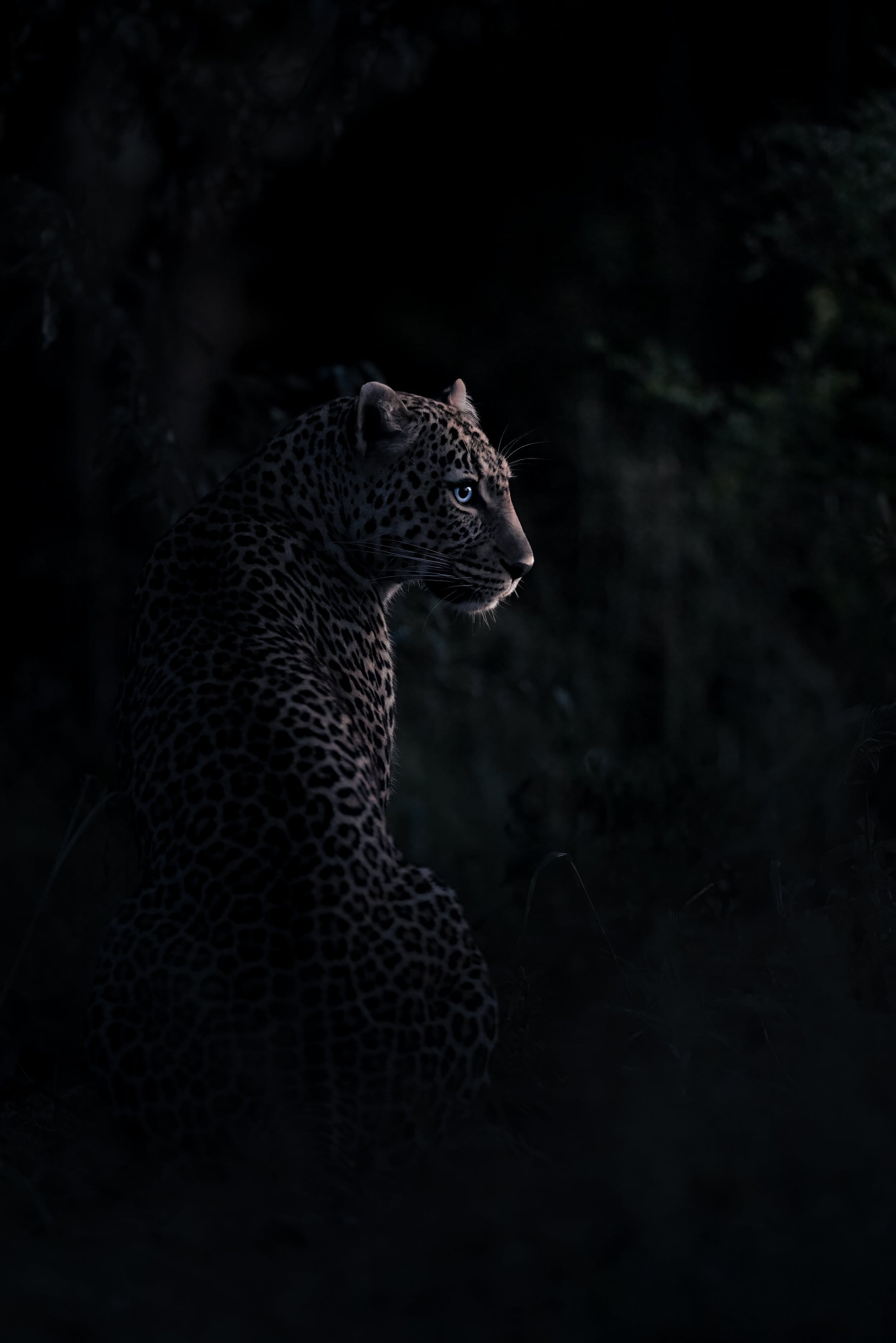 Into the Wilderness