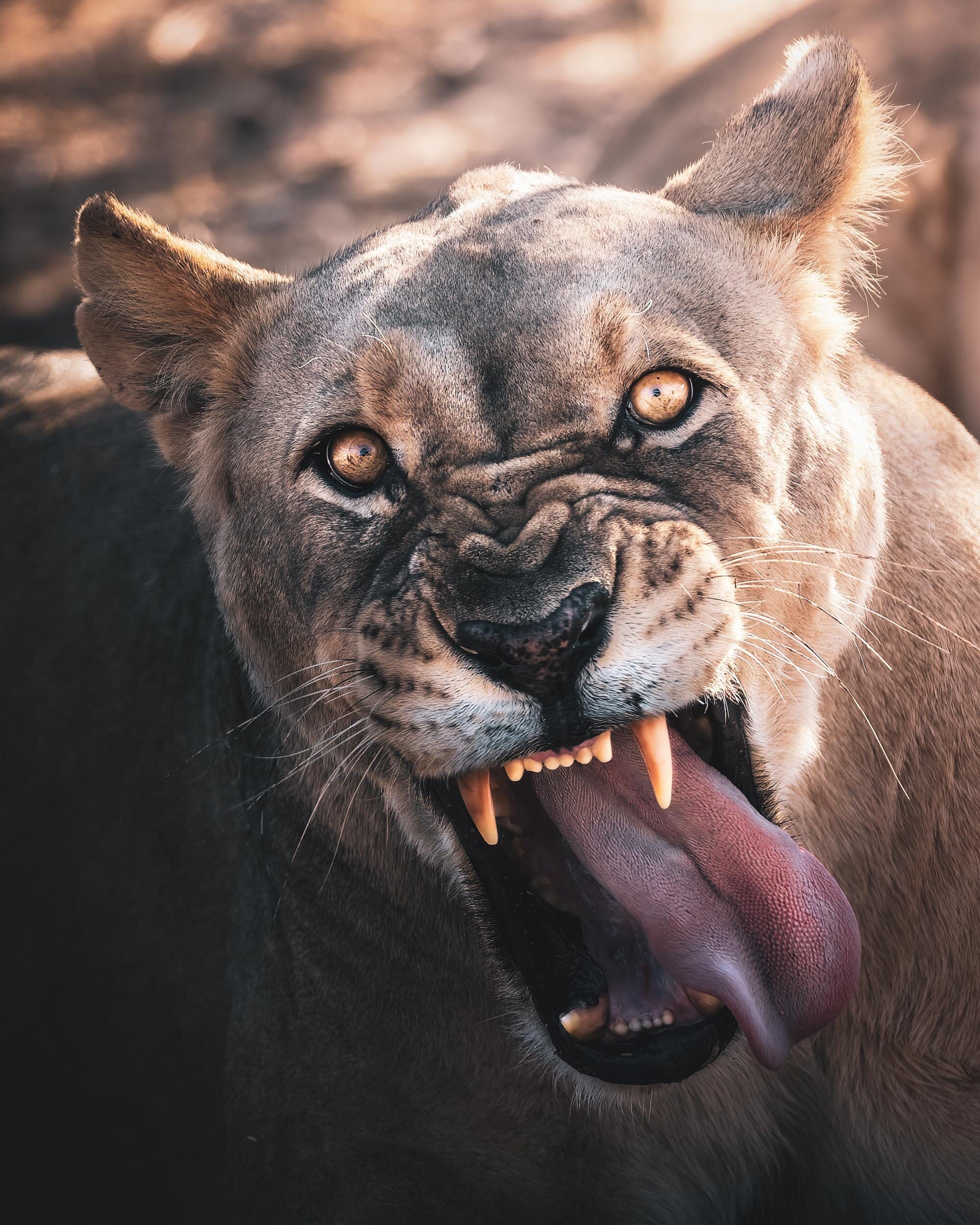 Erindi Lioness
