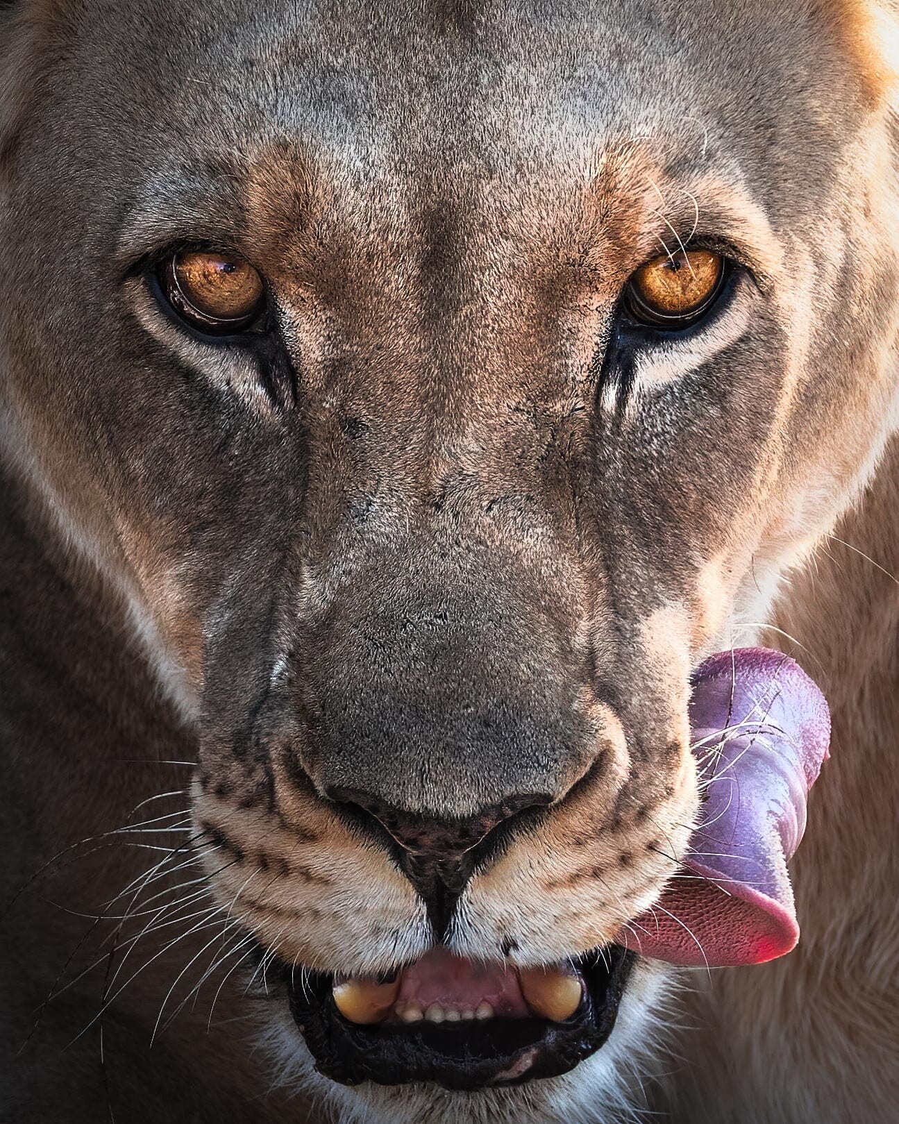 Erindi lioness