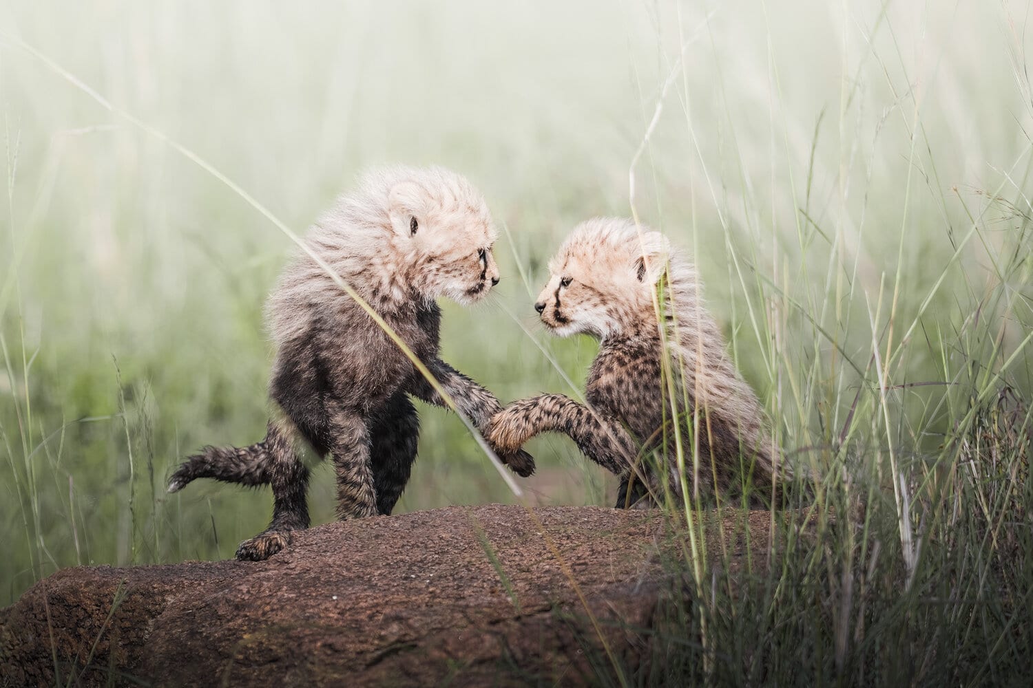 Imani's Cubs