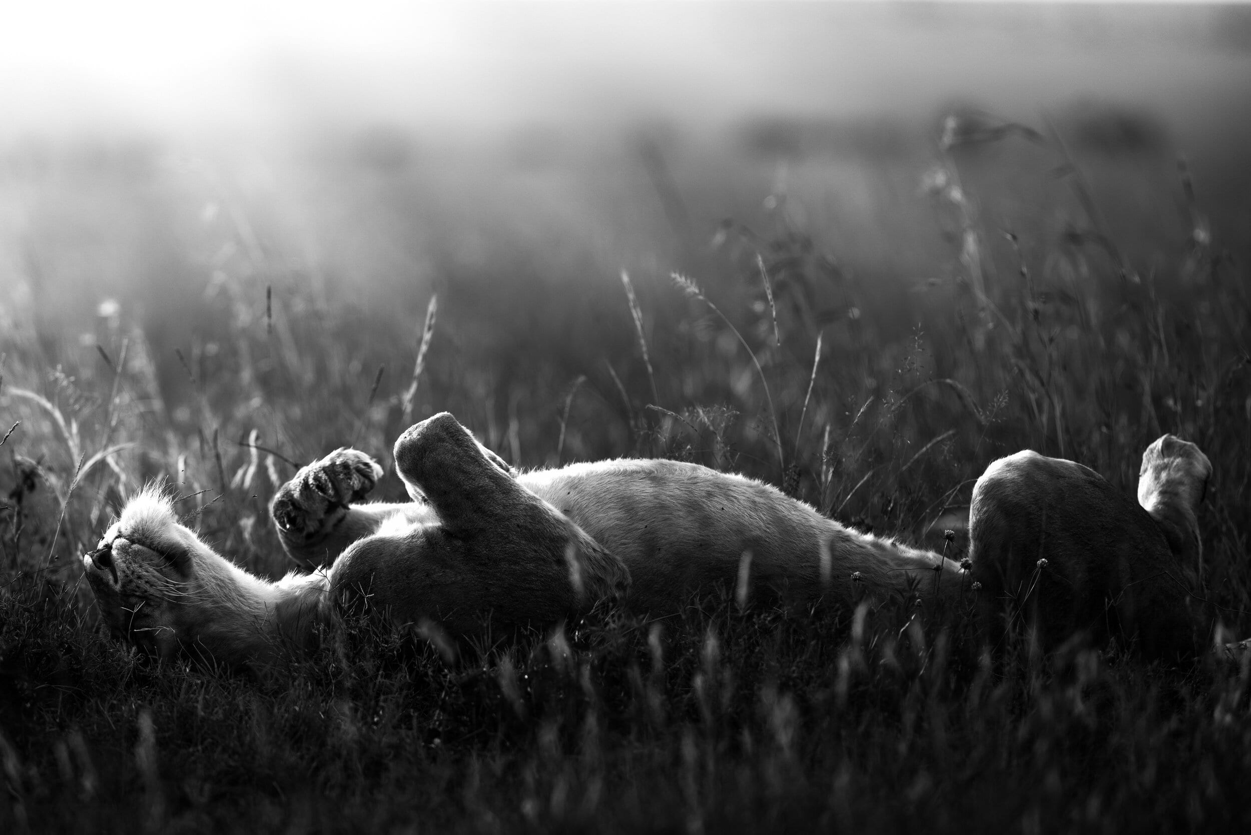 Marsh Pride Lioness