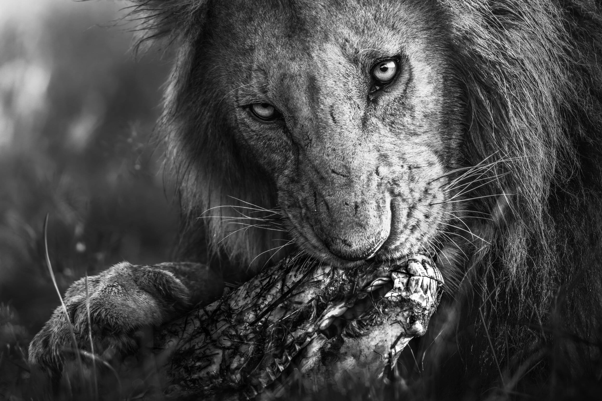 Moniko Pride Male