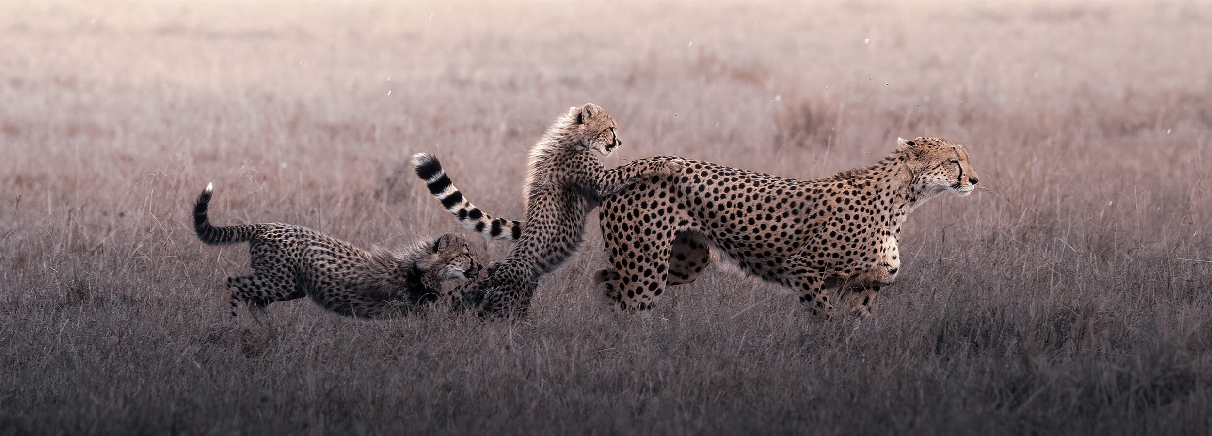 Nashipai & Cubs