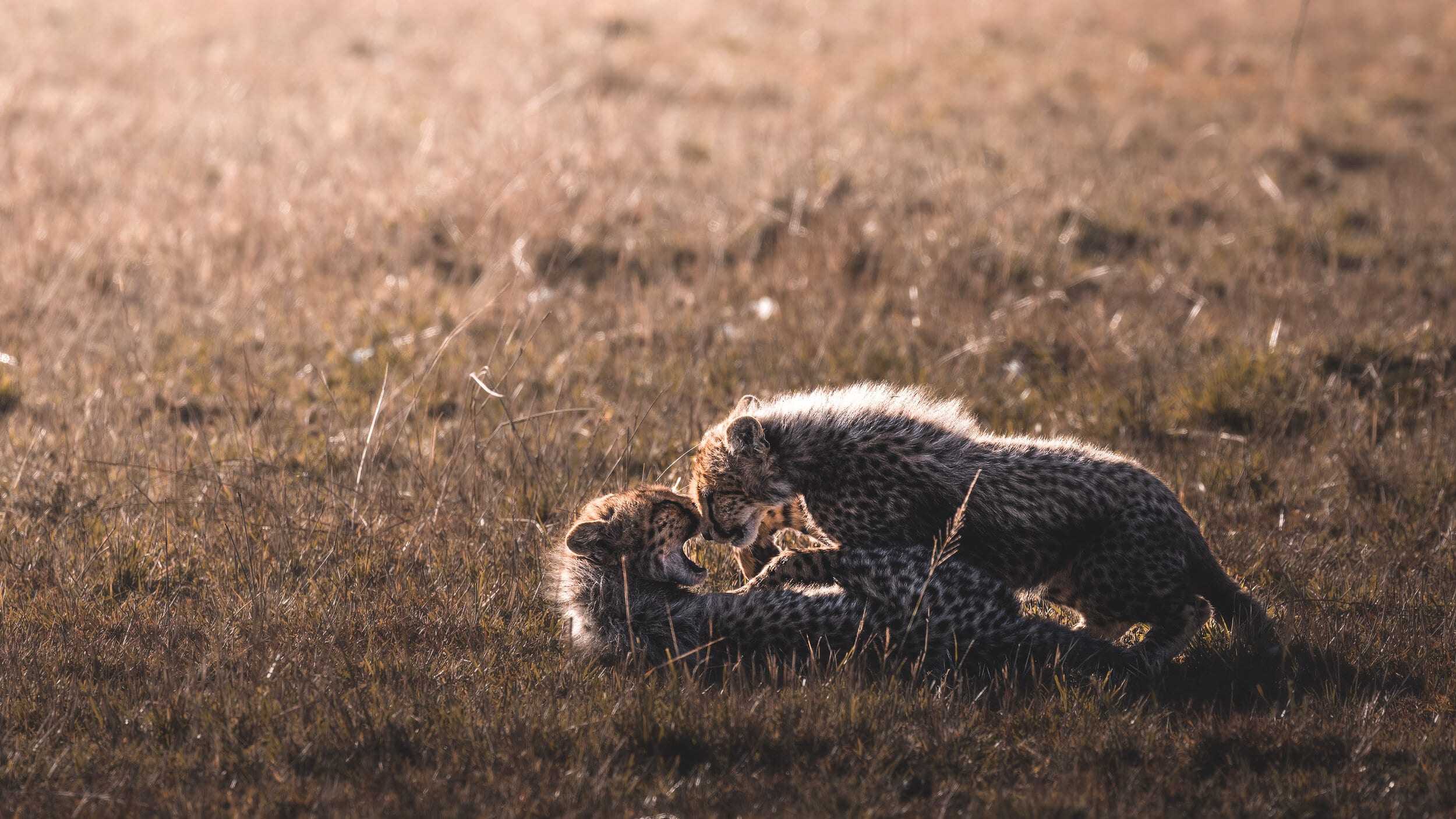 Nashipai's Cubs