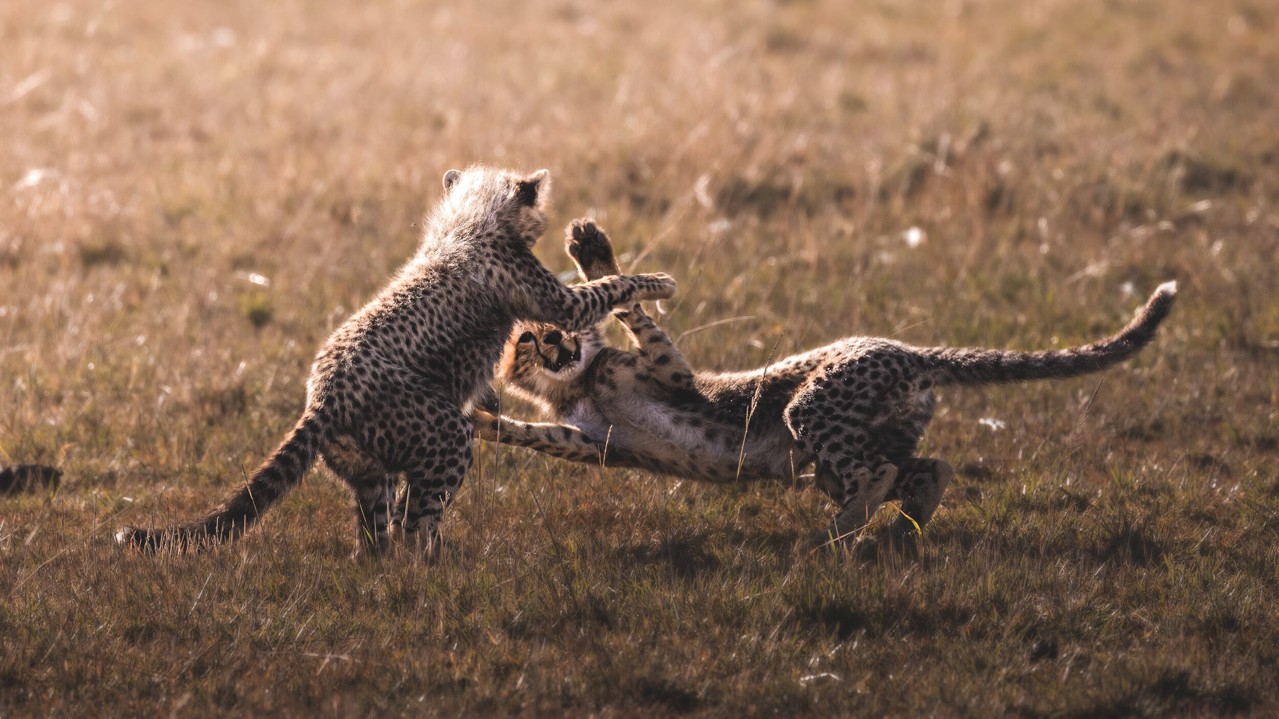 Nashipai's cubs