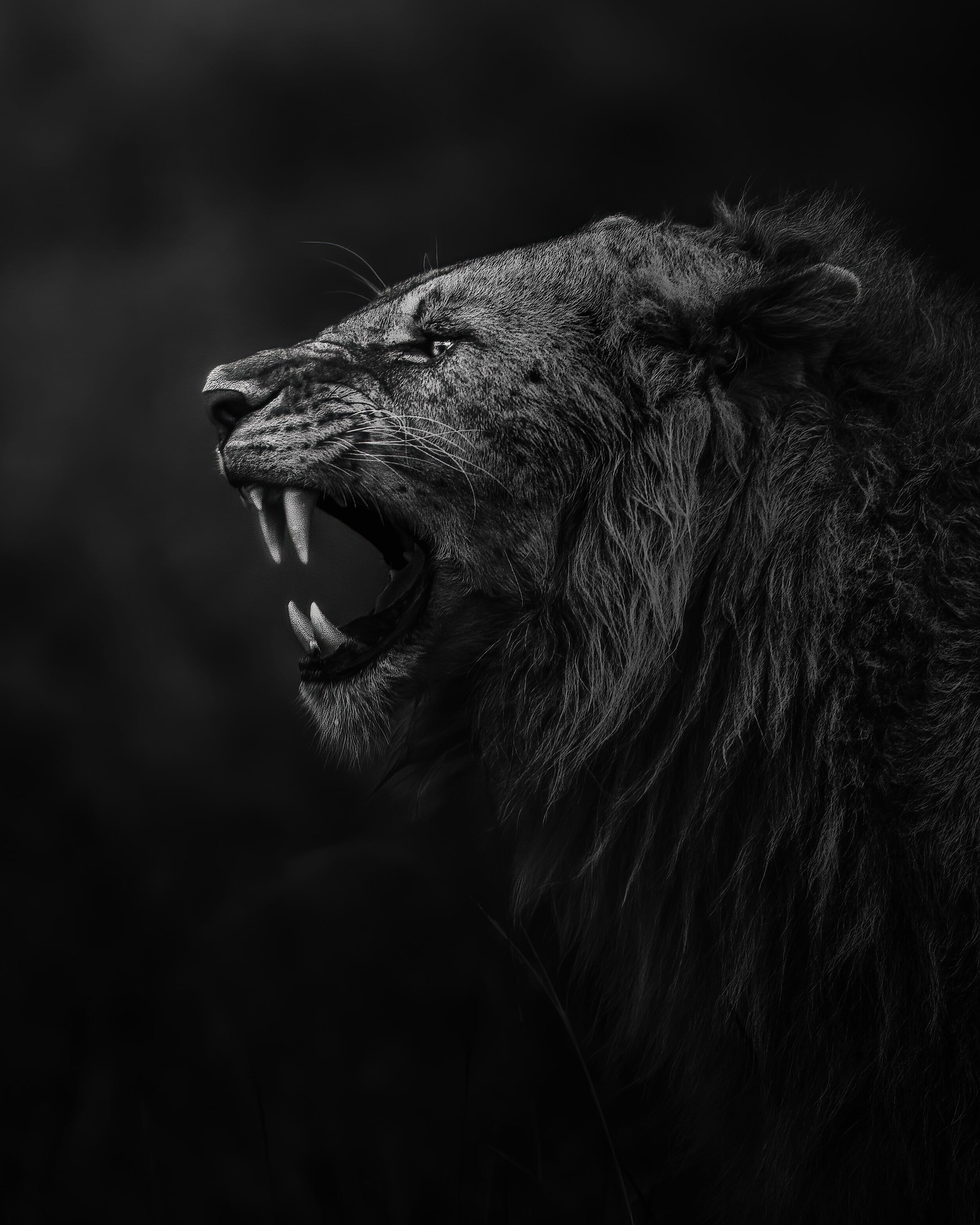 Oloololo Pride Male