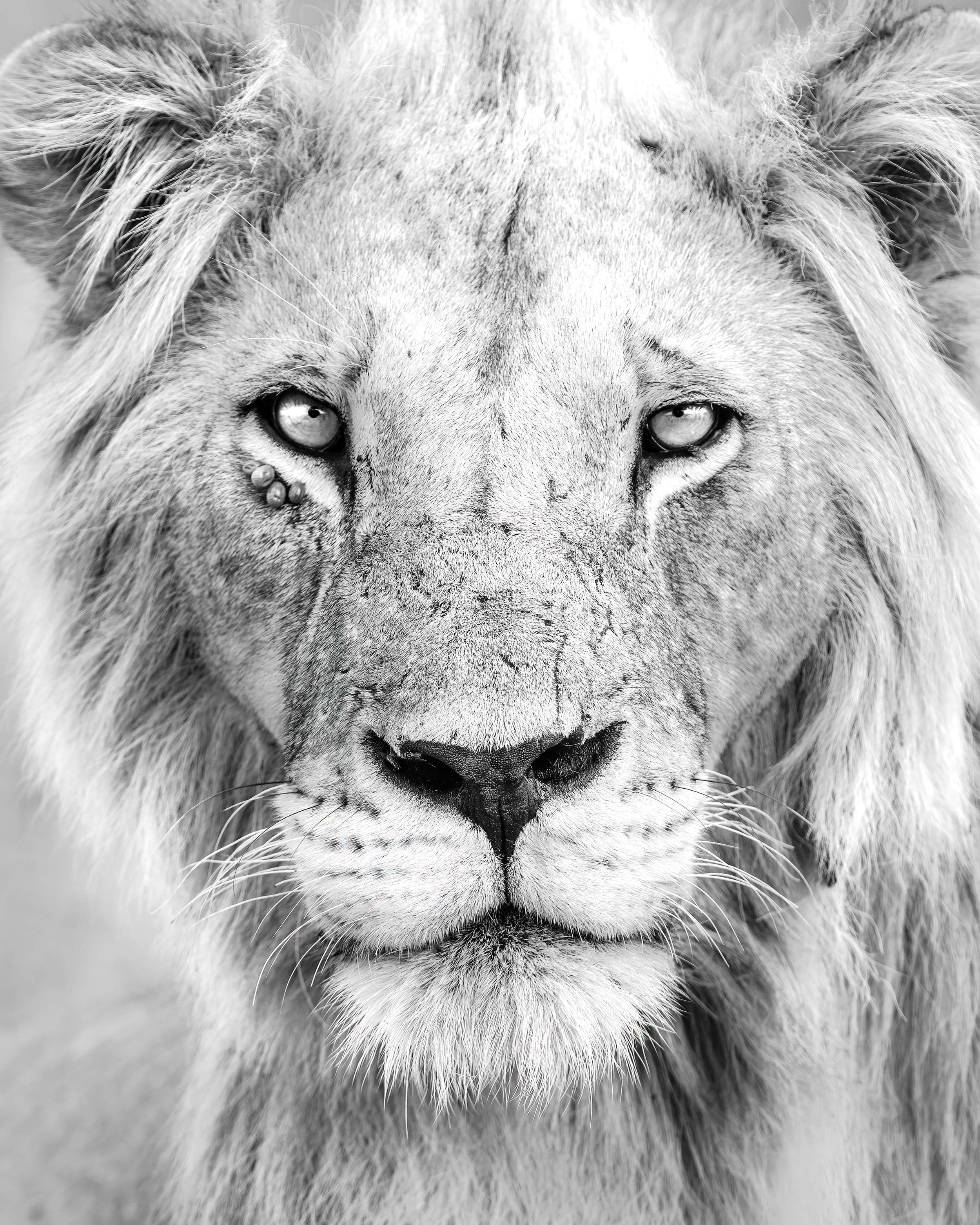 Tsavo Male